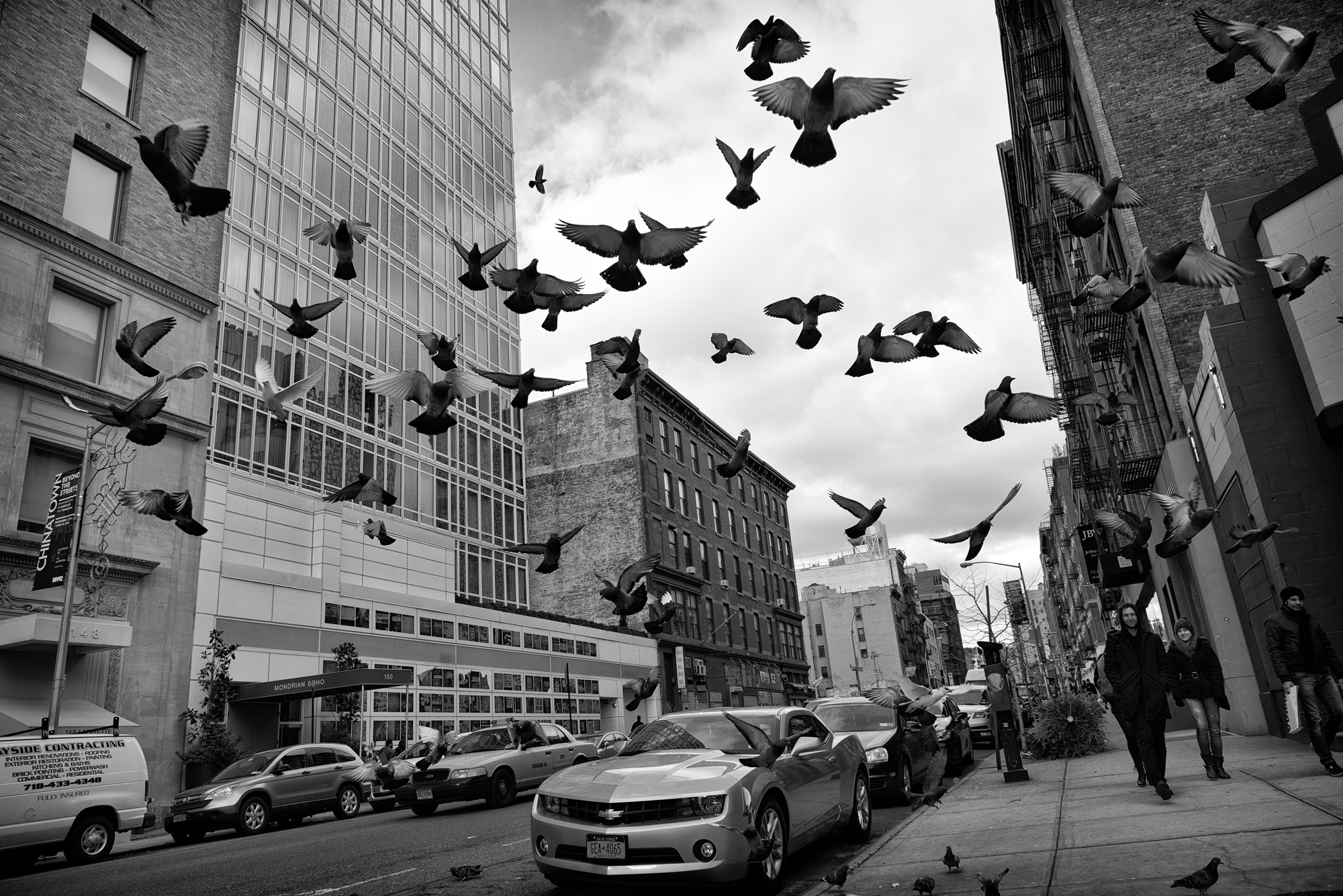 BirdsNo5